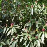Rhododendron Nova Zembla buds (40/50cm Pot Grown)