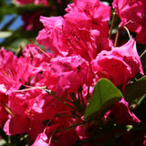 Rhododendron Nova Zembla (40/50cm Pot Grown)