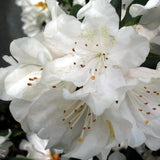 Rhododendron Cunningham's White (40/50cm pot grown)