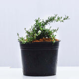 Rosemary 15/20cm Pot (Rosmarinus officinalis)