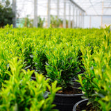 15/20cm Pot Grown Spindle 'Jean Hugues' (Euonymus japonicus 'Jean Hugues')