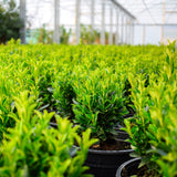 20/30cm Pot Grown Spindle 'Jean Hugues' (Euonymus japonicus 'Jean Hugues')