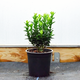 20/30cm 1.3L pot grown Spindle Jean Hugues (Euonymus japonicus Jean Hugues)