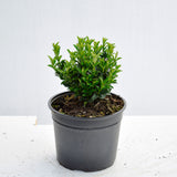 Spindle Jean Hugues 15/20cm