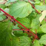 Bare Root Common Dogwood Bundle 60/90cm x 250 (Cornus sanguinea)