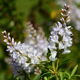 Hebe Wiri Mist flower