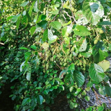 Alder (alnus glutinosa)