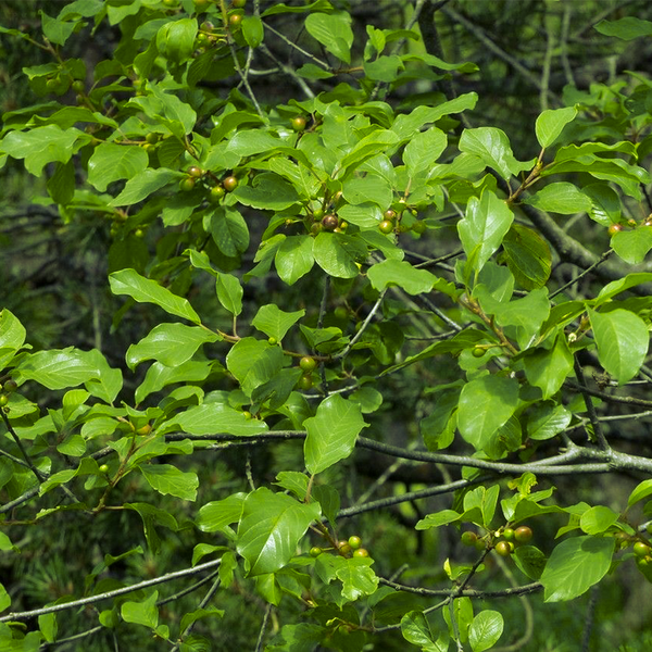 Alder Buckthorn (Frangula alnus)