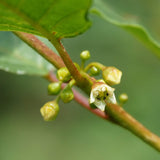 Alder Buckthorn flower (Frangula alnus)
