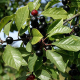 alder buckthorn berries (Frangula alnus)