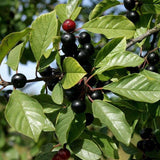 alder buckthorn berries (Frangula alnus)