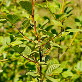 Alder Buckthorn (Frangula alnus)