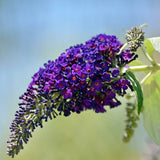 Butterfly Black Knight flower