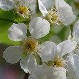 Bird Cherry
