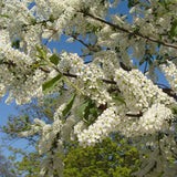 Bird cherry