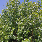 black poplar (populus nigra)