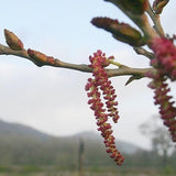 Black Poplar (Populus Nigra)