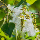 Black poplar flower seeds