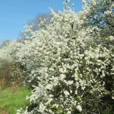 blackthorn (prunus spinosa)