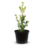 Pot Grown Box (Buxus Sempervirens)