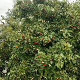 common whitebeam (sorbus aria)