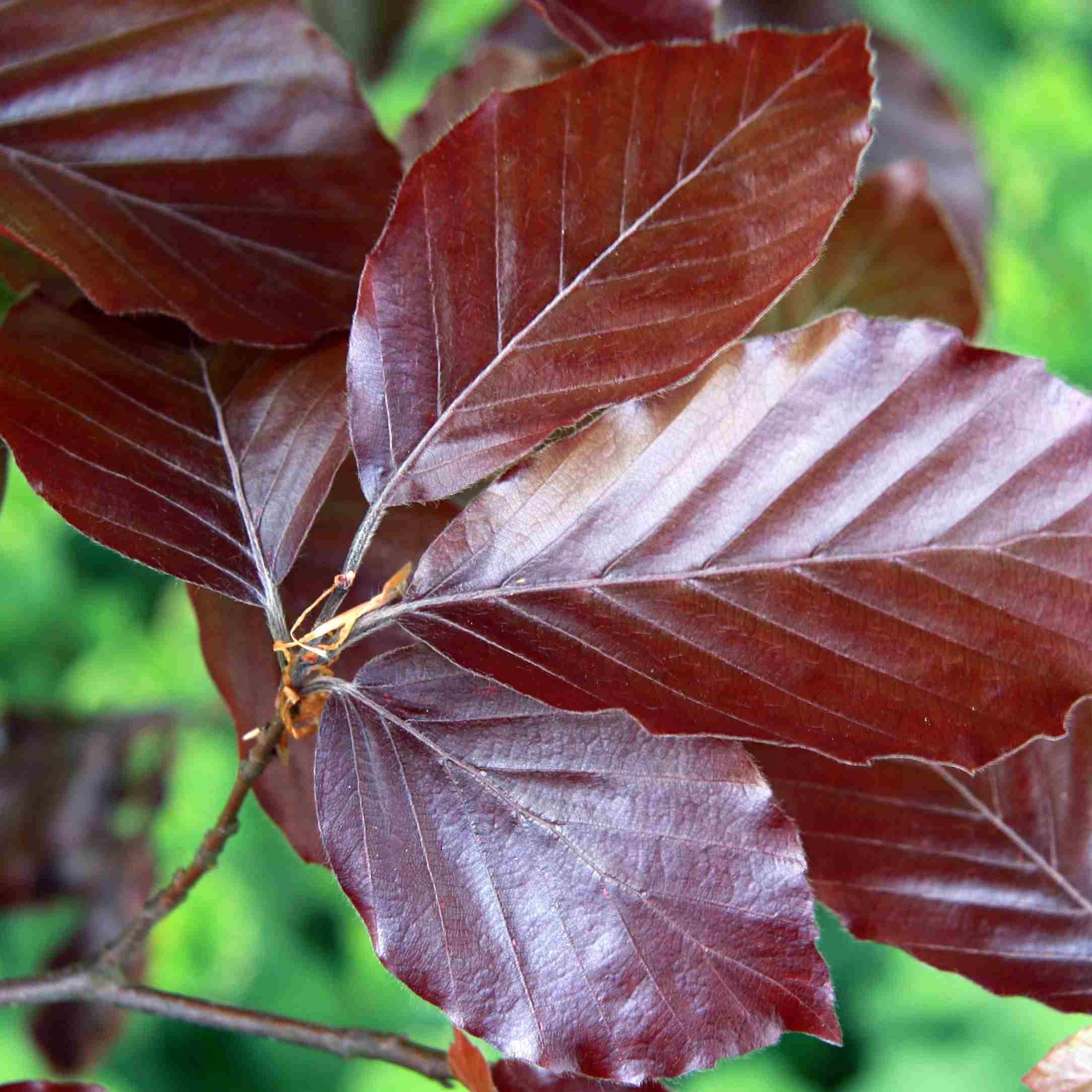 Bare Root Copper Beech Bundle 40/60cm x 250 Glenmore Hedging