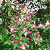 40/60cm Bare Root Crab Apple (Malus sylvestris)