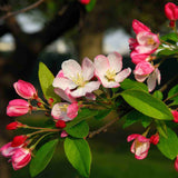 Crab Apple Hedging