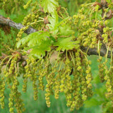 English Oak (Quercus Robur)