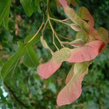 field maple (acer campestre)