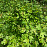 field maple (acer campestre)