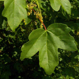 field maple (acer campestre)