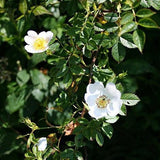 Field Rose flower (Rosa arvensis)