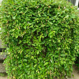 goat willow (salix caprea)