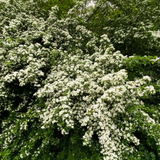 hawthorn (crataegus monogyna)