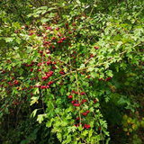 hawthorn (crataegus monogyna)
