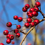 hawthorn berries