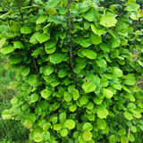 Hazel (Corylus avellana)