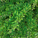 japanese barberry (berberis thunbergii)