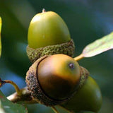 English Oak (Quercus Robur)
