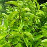 Orange Stemmed Dogwood (Cornus sanguinea)