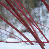 Red Stemmed Dogwood Hedging (Cornus alba)