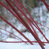 Red Stemmed Dogwood Hedging (Cornus alba)