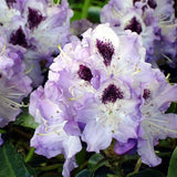Rhododendron 'Blue Peter' (30/40cm Pot Grown)