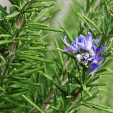 Rosemary flower (Rosmarinus officinalis)