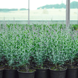 Sage Blue Spire pot grown group (Perovskia atriplicifolia Blue Spire)