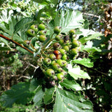 Common Whitebeam Hedging berries (Sorbus Aria)