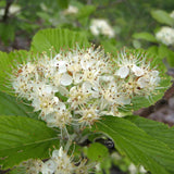 Common Whitebeam Hedging (Sorbus aria)