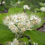 Common Whitebeam Hedging (Sorbus Aria)