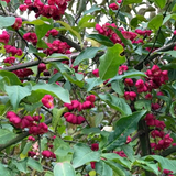 Spindle hedge (euonymus europaeus)